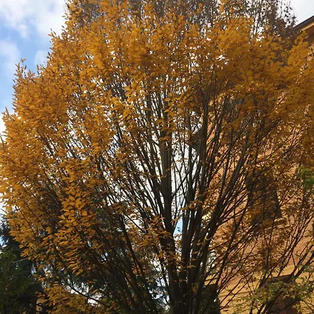 Emozione Sant Orsola アパート