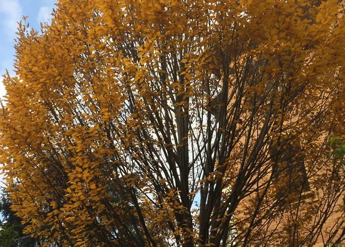 Emozione Sant Orsola Apartament